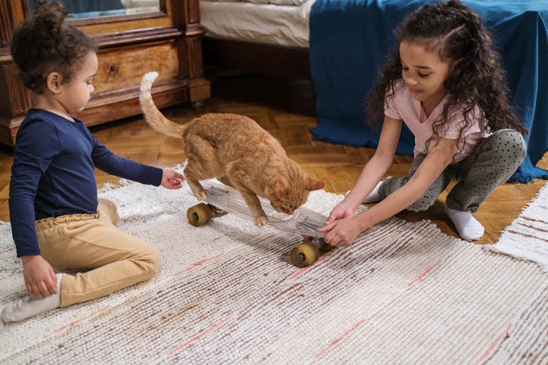 Orange Tabby Cat on Penny Board