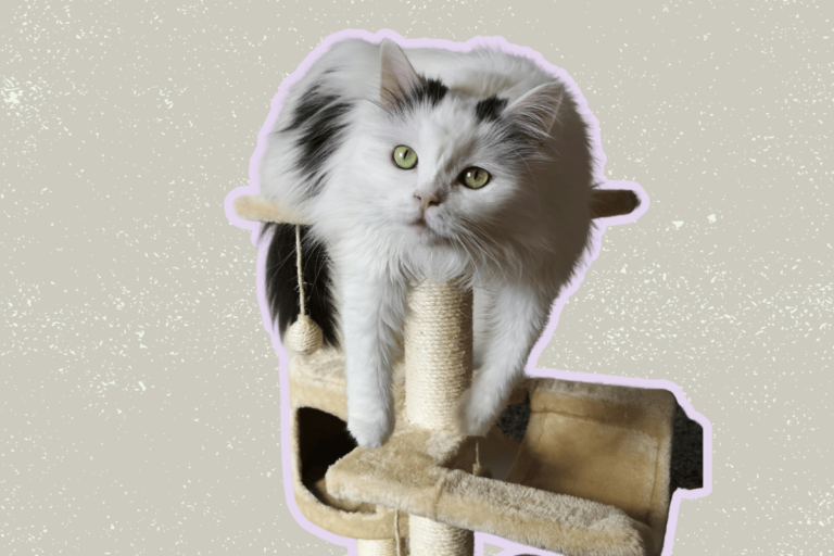 5 Reasons Your Cat Needs A Cat Tree